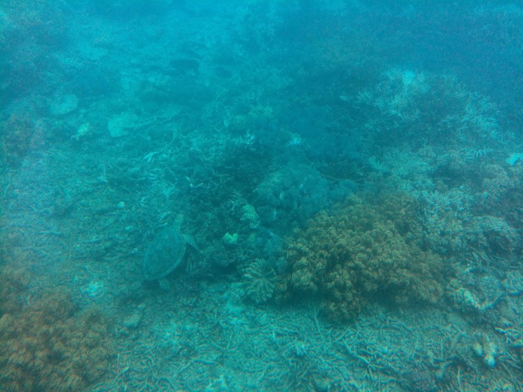 great_barrier_reef_turtle